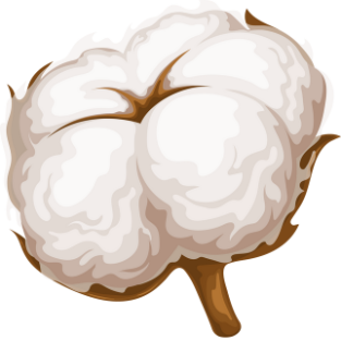 Illustration of a cotton boll on a white background